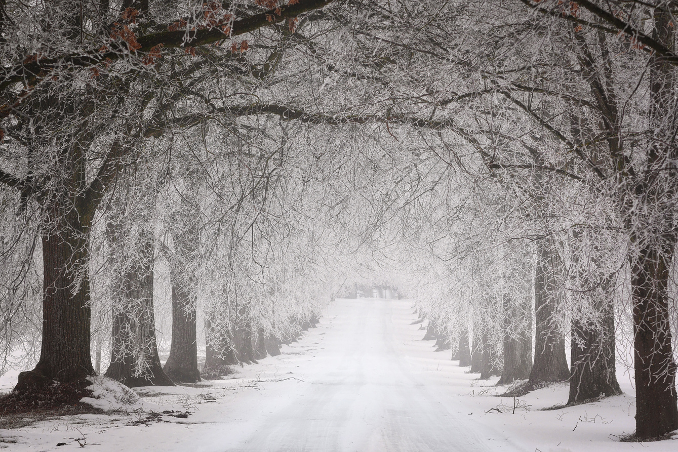 Snow Covered Trees and Pathway