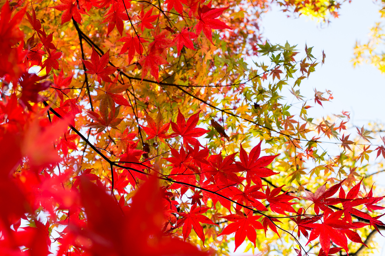 Autumn Leaves on a Tree